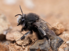 Anthophora alluaudi