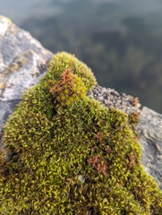 Grimmia