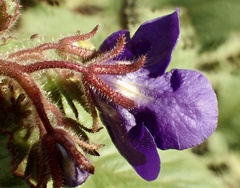 Phacelia parryi