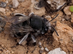 Anthophora alluaudi