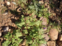 Phacelia parryi