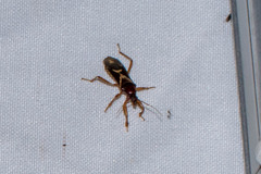 Rasahus sulcicollis