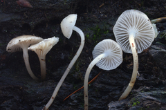 Mycena laevigata