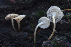 Mycena laevigata