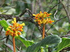 Palicourea rigida