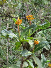 Palicourea rigida
