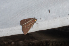 Perigea lineata