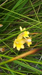 Freesia leichtlinii