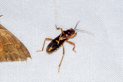 Rasahus sulcicollis