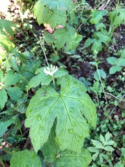 Hydrastis canadensis