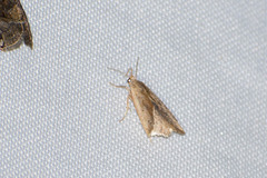 Micrathetis