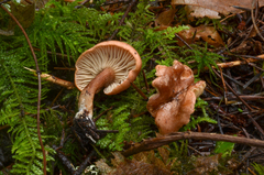 Bonomyces