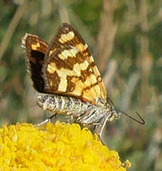 Chrysolarentia