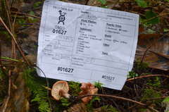 Bonomyces