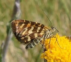 Chrysolarentia