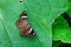 Celaenorrhinus similis