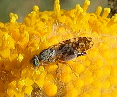 Austrotephritis poenia