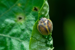 Epilachna clandestina