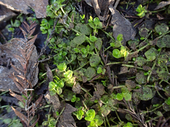 Micranthemum umbrosum