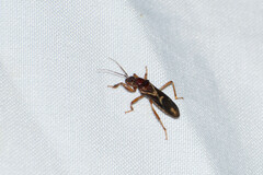 Rasahus sulcicollis