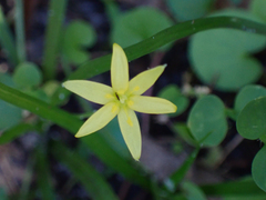 Hypoxis curtissii