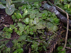 Micranthemum umbrosum