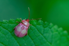 Oedionychina