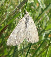 Chrysolarentia poliophasma