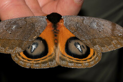 Automeris argentifera