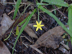 Hypoxis curtissii