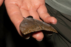 Automeris argentifera