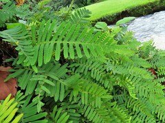 Pleopeltis polypodioides