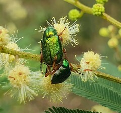 Diphucephala