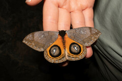 Automeris argentifera