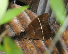 Parataygetis lineata