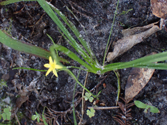 Hypoxis curtissii