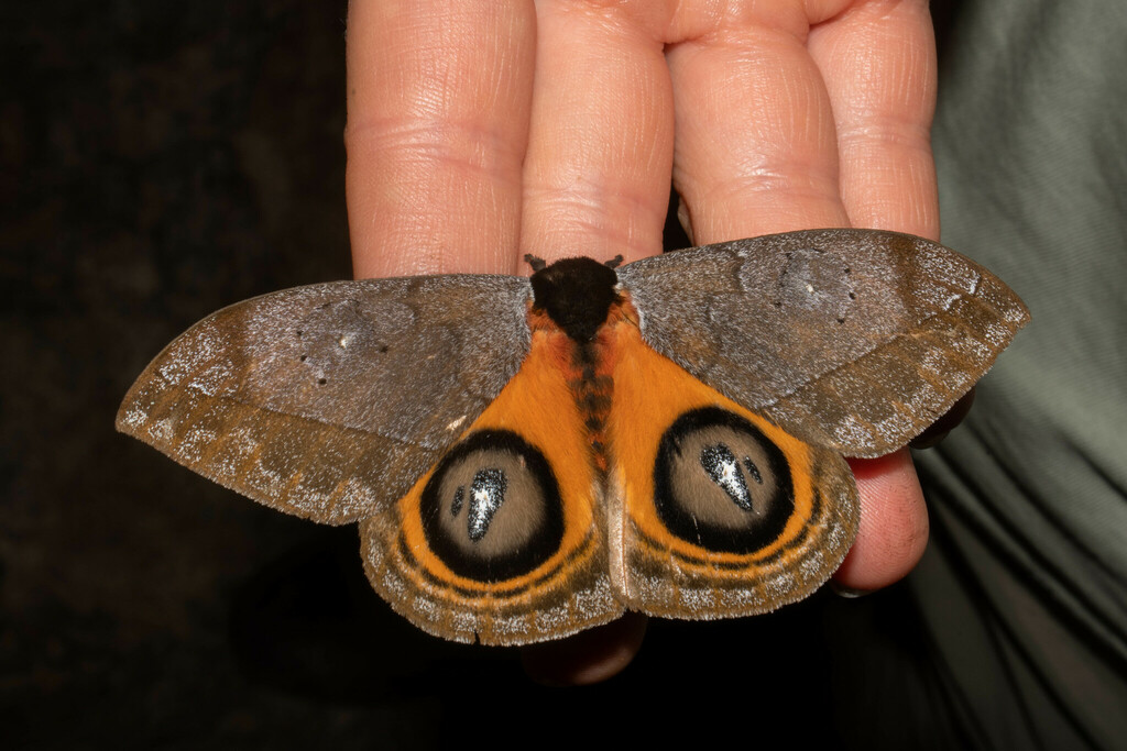 Automeris argentifera
