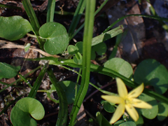 Hypoxis curtissii
