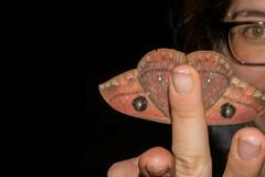 Automeris argentifera