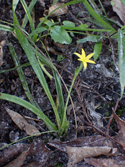 Hypoxis curtissii