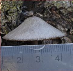 Mycena haematopus