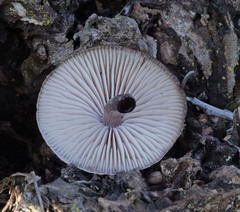 Mycena haematopus