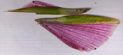 Podacanthus viridiroseus