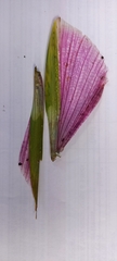 Podacanthus viridiroseus