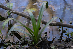 Crinum americanum
