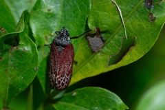 Mahanarva rubripennis