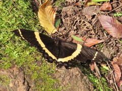 Papilio garamas
