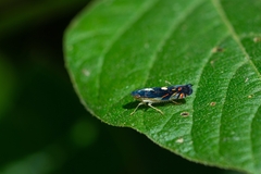 Diedrocephala variegata