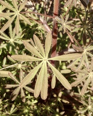 Lupinus sparsiflorus