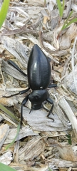 Eleodes acuticauda